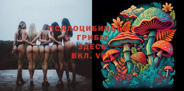 прущие грибы Аркадак